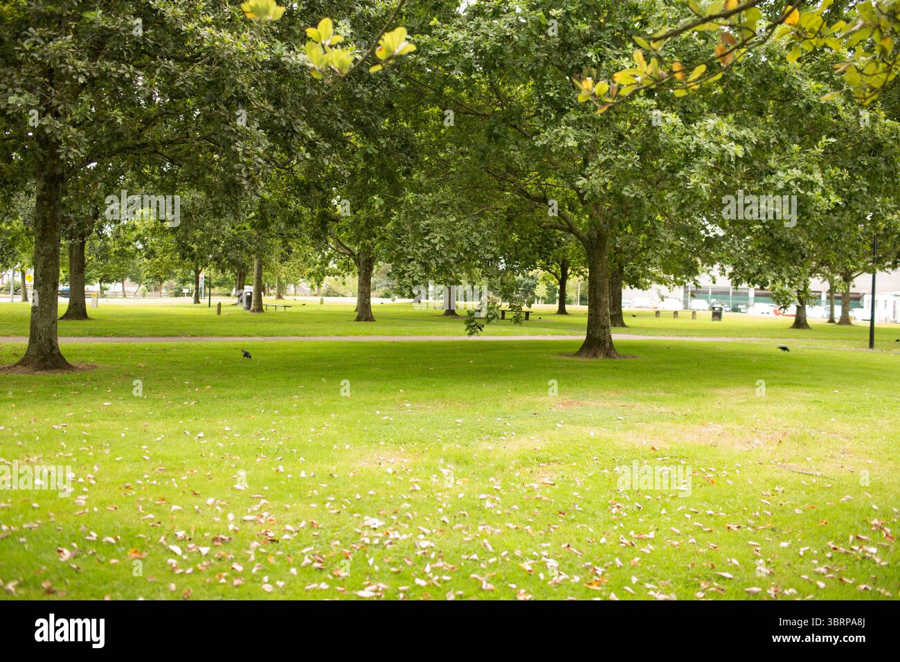 Il design piatto mostra un albero deciduo maturo in un parco erboso con passerella pavimentata, panchine e uccelli Foto Stock