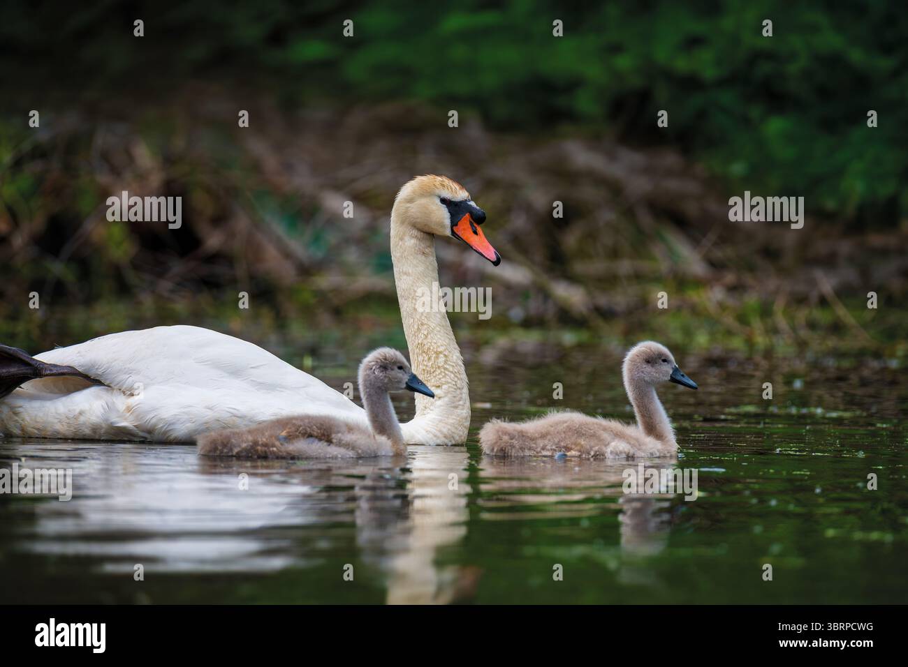 Cigno muto con bambino. Cygnets il giorno d'estate in acque calme. Uccello nell'habitat naturale. La scena della fauna selvatica Foto Stock