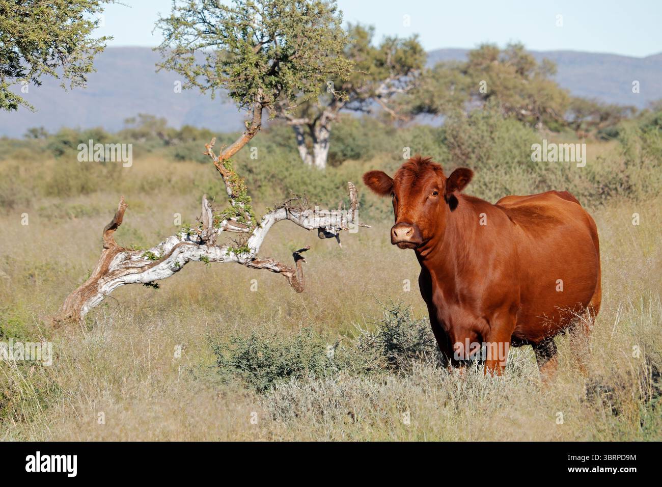 Una mucca all'aperto in rangeland autoctono in una fattoria rurale, il Sudafrica Foto Stock