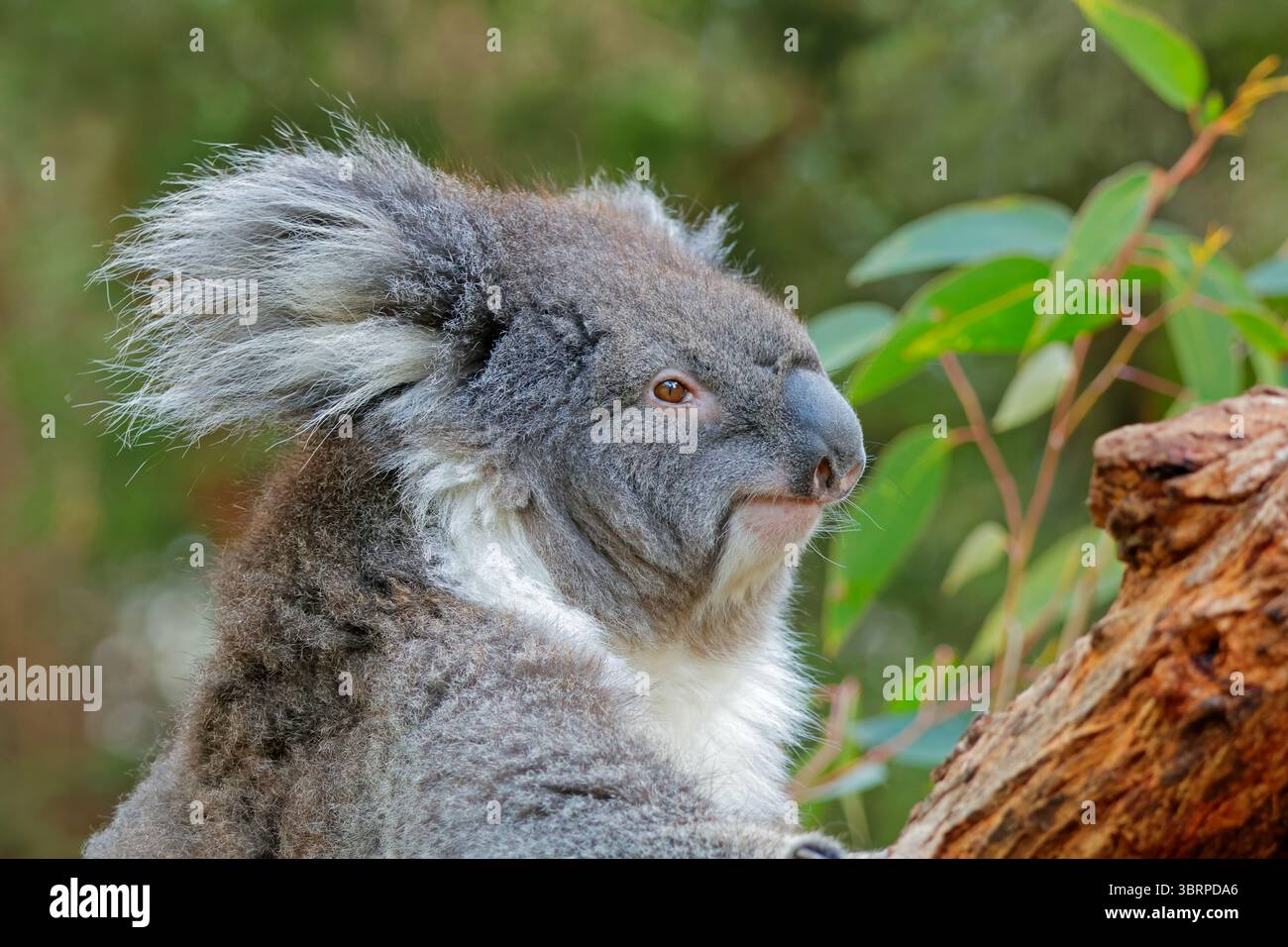 Ritratto di un grazioso koala (Phascolarctos cinereus) seduto su un albero, Australia meridionale Foto Stock