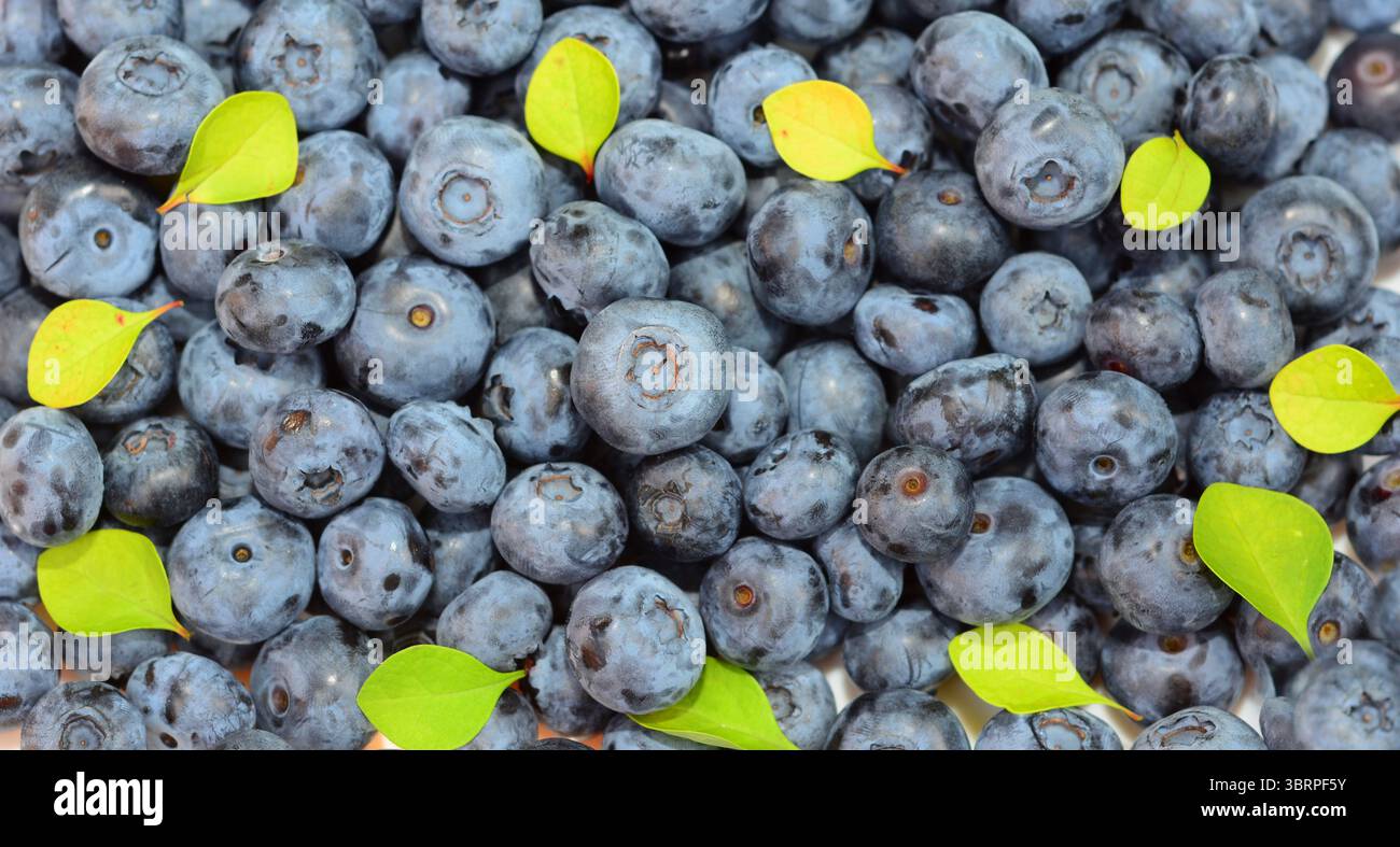 Backrgound di mirtilli Superfood testurizzato con spazio di copia. Concetto del potere nutrizionale dei mirtilli superfood. Benefici per la salute dei mirtilli. Foto Stock
