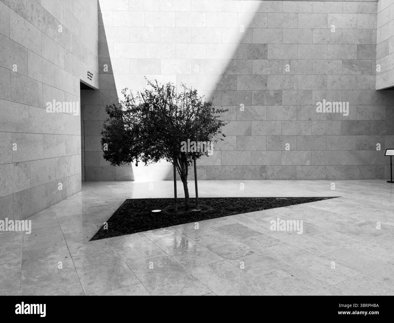 cortile in cemento bianco e nero con un albero e luce del sole Foto Stock
