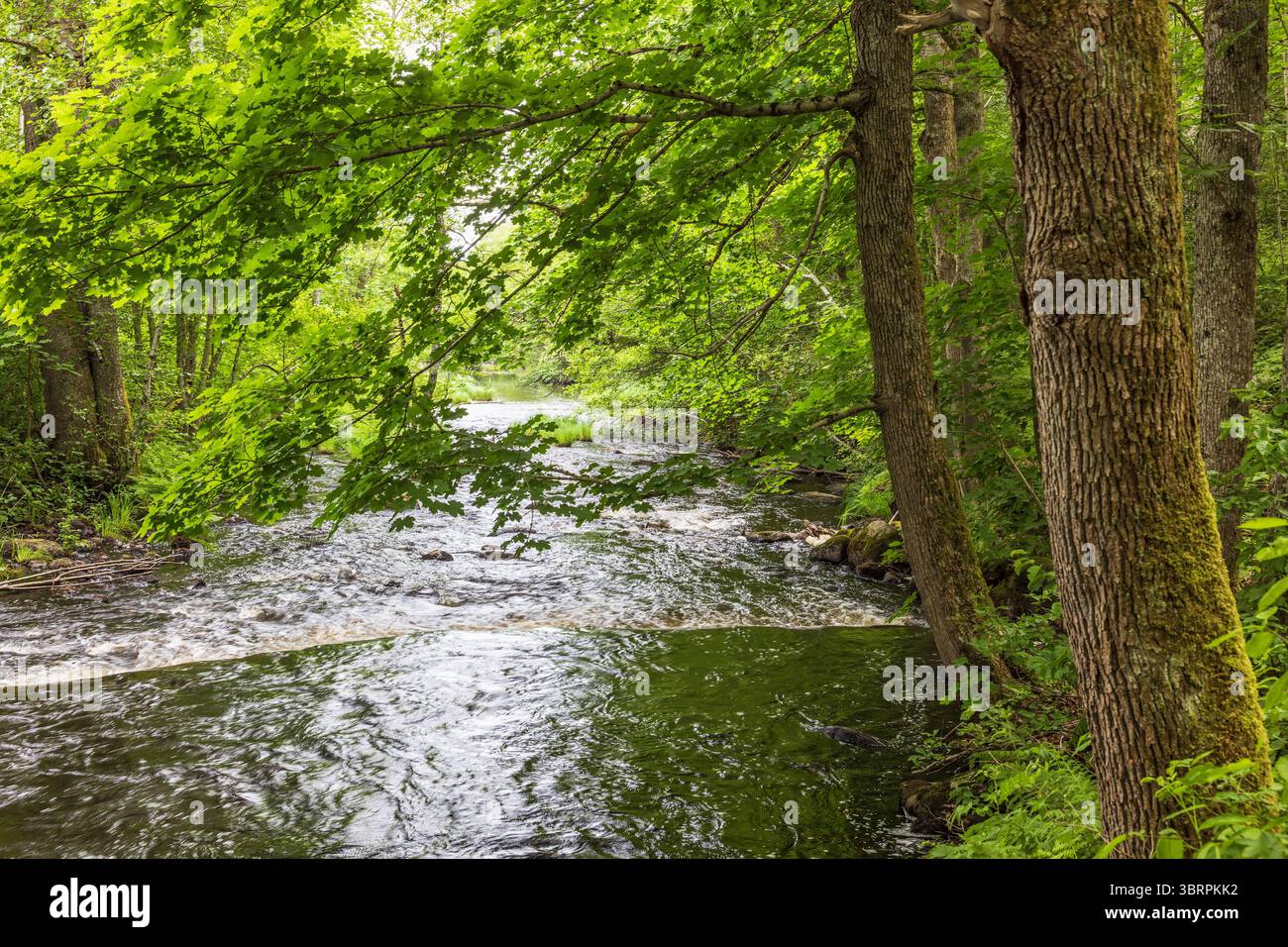 Ruscello in una lussureggiante foresta verde Foto Stock