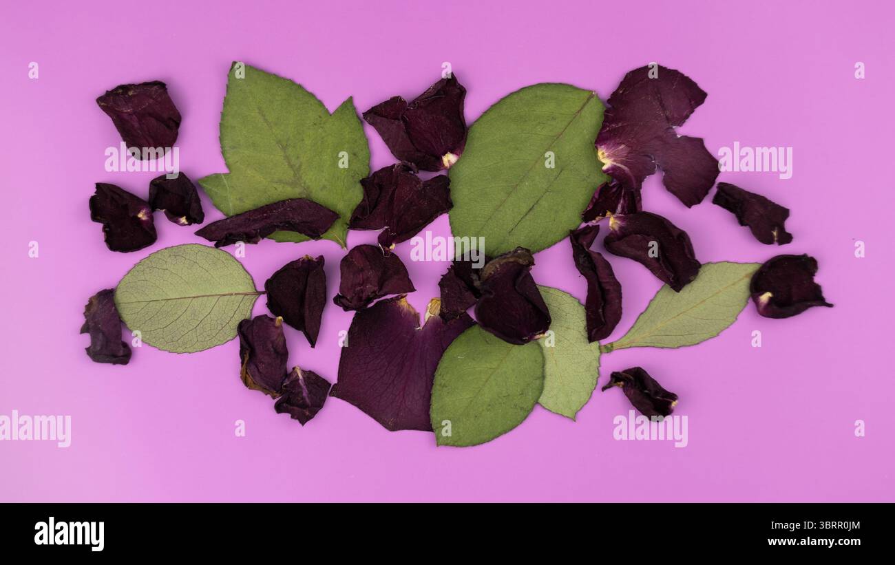 fondo astratto con petali di rosa e foglie essiccate Foto Stock