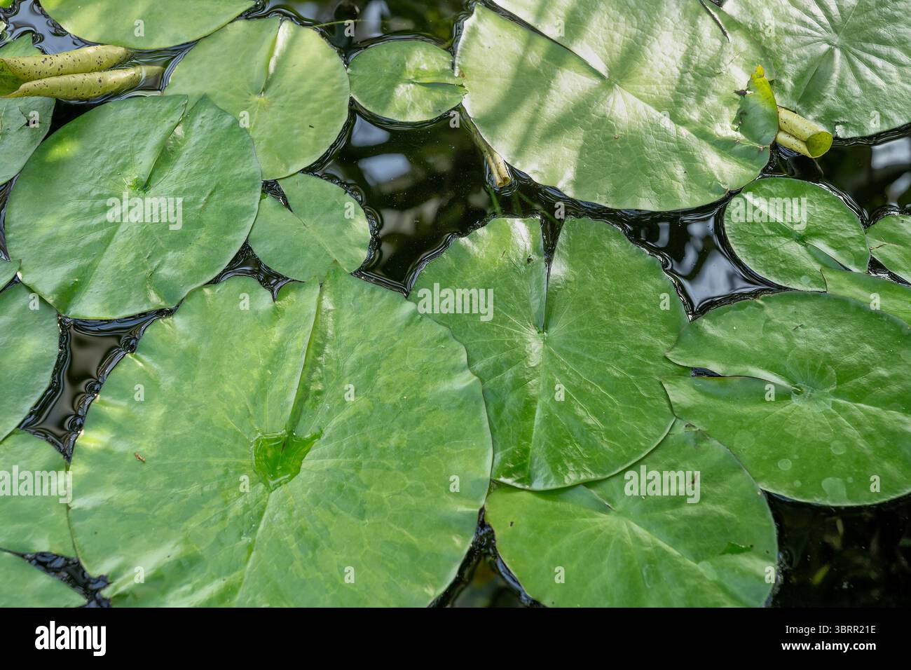 Foglie galleggianti di Nymphaea caerulea in acqua, pianta erbacea acquatica (euidrofita) della famiglia delle Nymphaeaceae. Foto Stock
