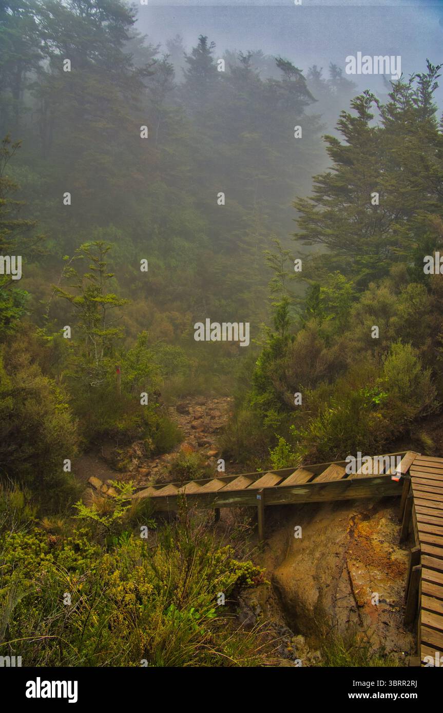 Scale di legno lungo un sentiero escursionistico, nella nebbiosa foresta montana sulle pendici del vulcano Monte Ruapehu, nel centro dell'Isola del Nord, nuova Zelanda Foto Stock