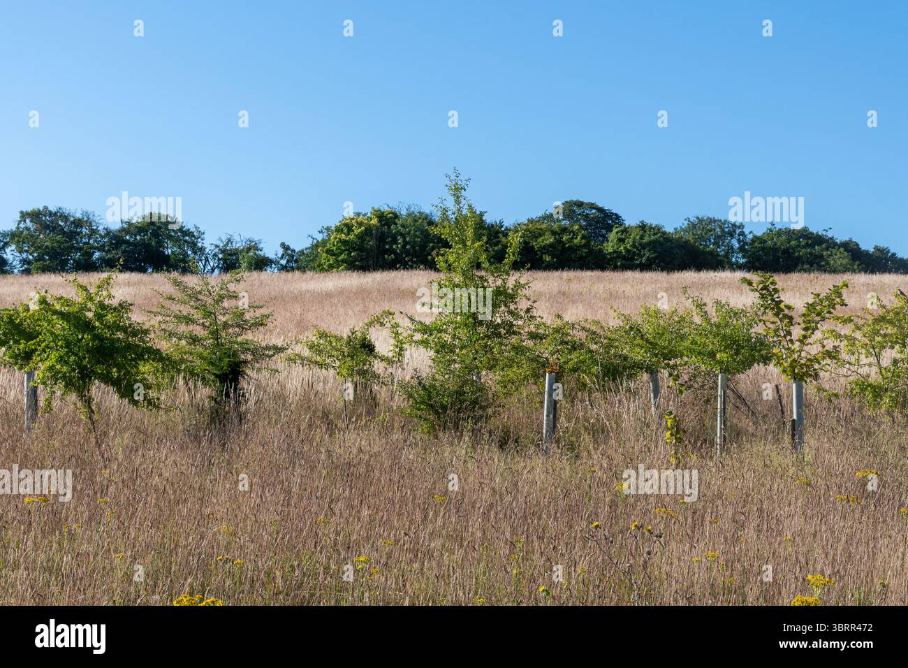 Piantagione di alberi di successo su Runfold Ridge a North Downs, Surrey, Inghilterra, Regno Unito. Alberi giovani che crescono bene Foto Stock