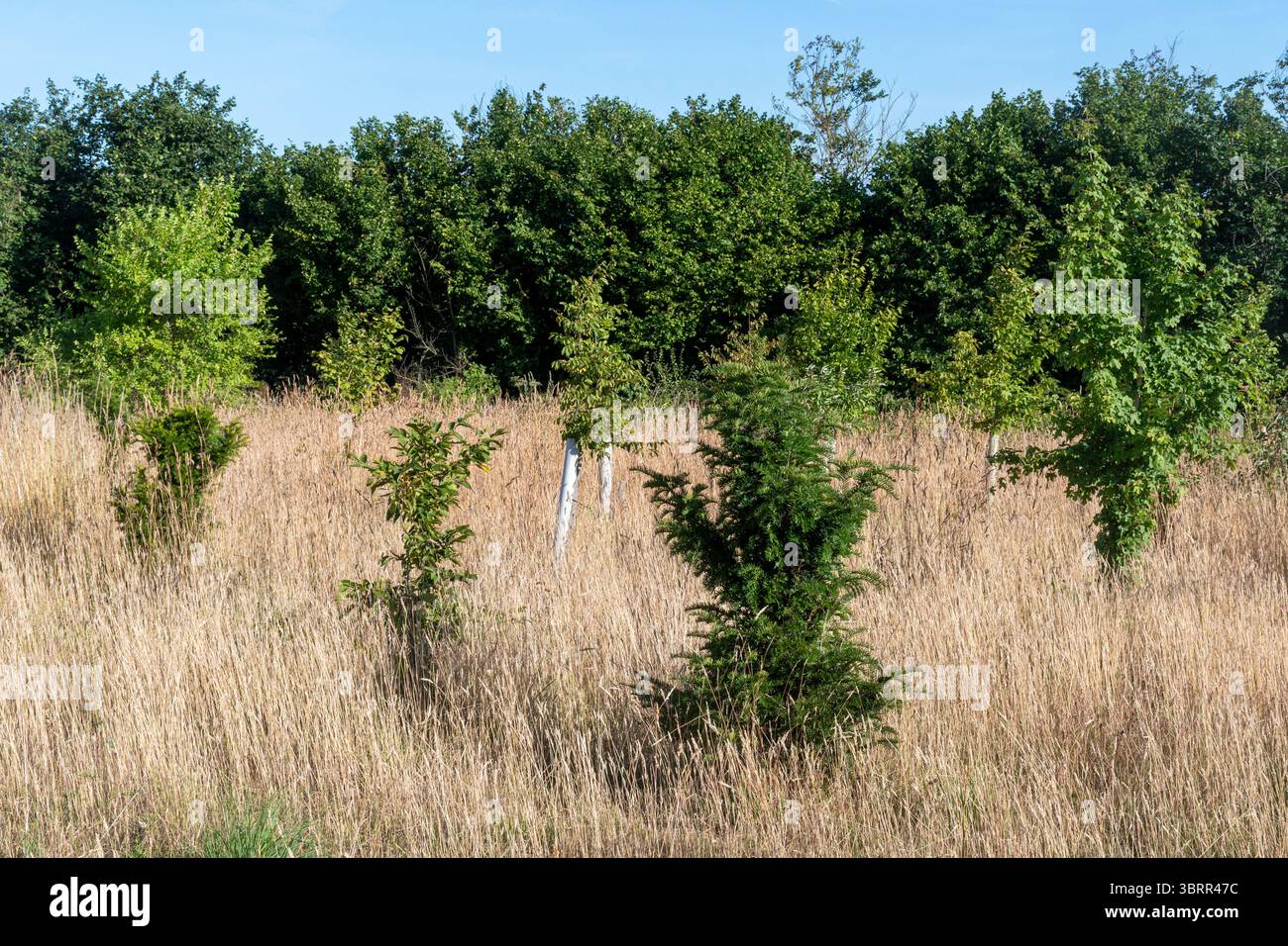 Piantagione di alberi di successo su Runfold Ridge a North Downs, Surrey, Inghilterra, Regno Unito. Alberi giovani che crescono bene Foto Stock