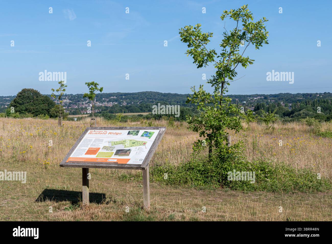 Veduta di Runfold Ridge all'estremità occidentale di North Downs, Surrey, Inghilterra, Regno Unito, con una bacheca informativa sulla fauna selvatica e la storia Foto Stock