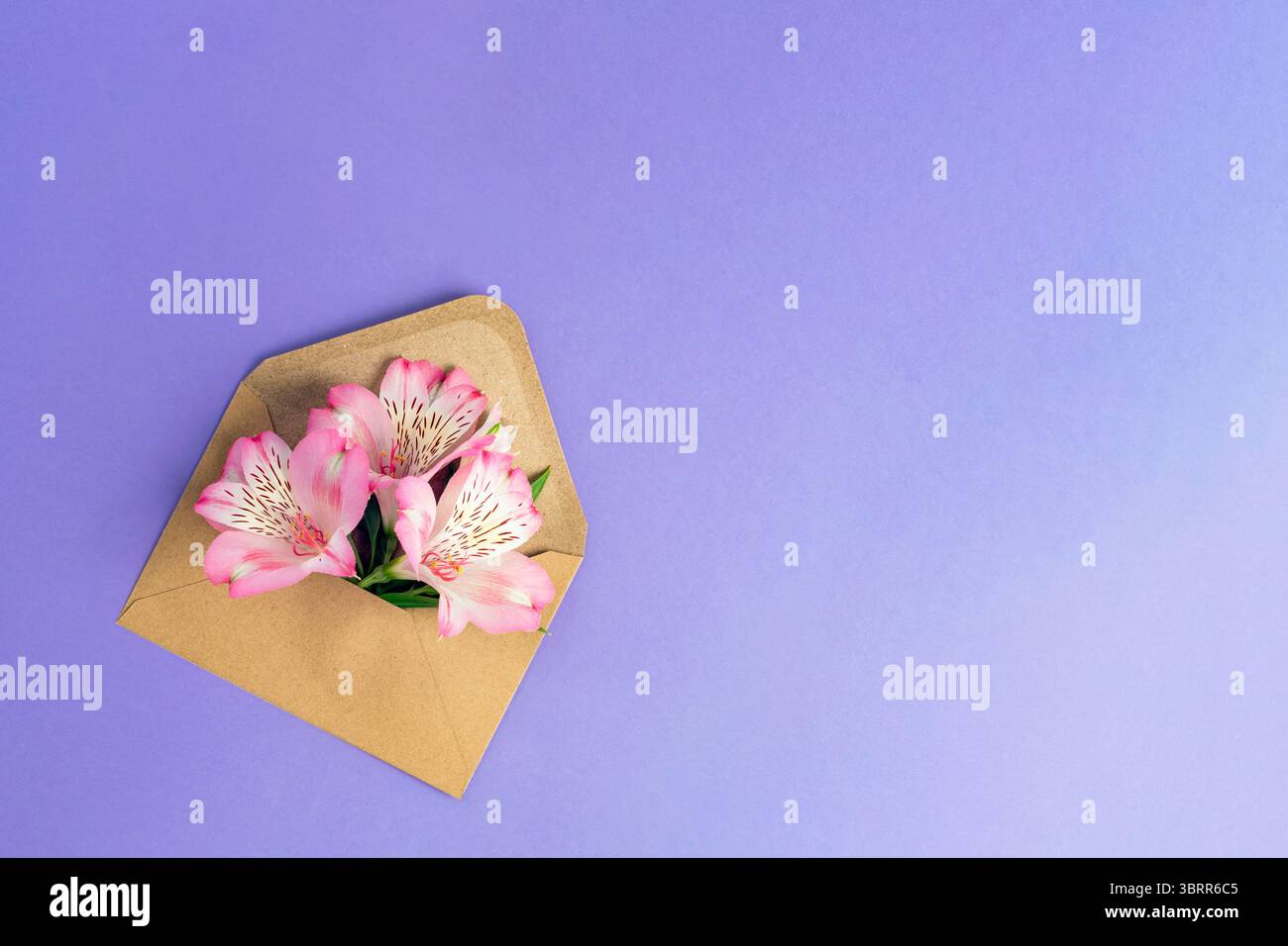 Fiori di alstroemeria rosa in busta kraft su sfondo viola. Concetto di vacanza. Vista dall'alto, disposizione piatta, spazio di copia. Foto Stock