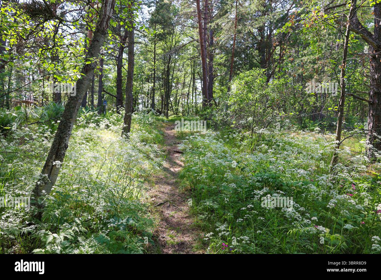 La luce solare estiva soffusa filtra tra tra gli alberi su un sentiero boschivo fiancheggiato da fiori selvatici e vegetazione lussureggiante a Ulko-Tammio. Foto Stock
