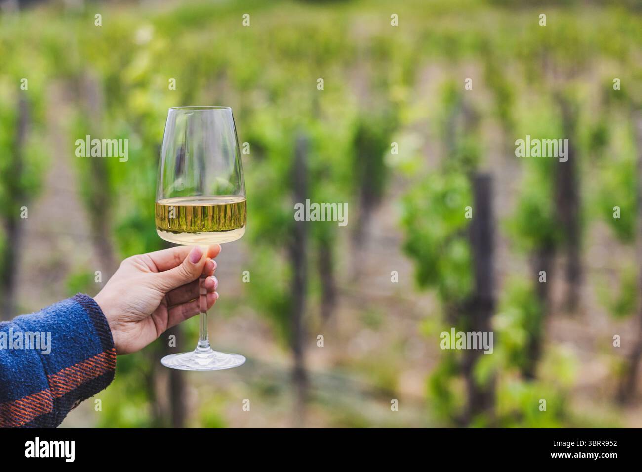 Sorseggia un bicchiere di vino bianco rinfrescante mentre ti godi un'esperienza di degustazione di vini tra rigogliosi filari di vigneti sotto il caldo sole Foto Stock
