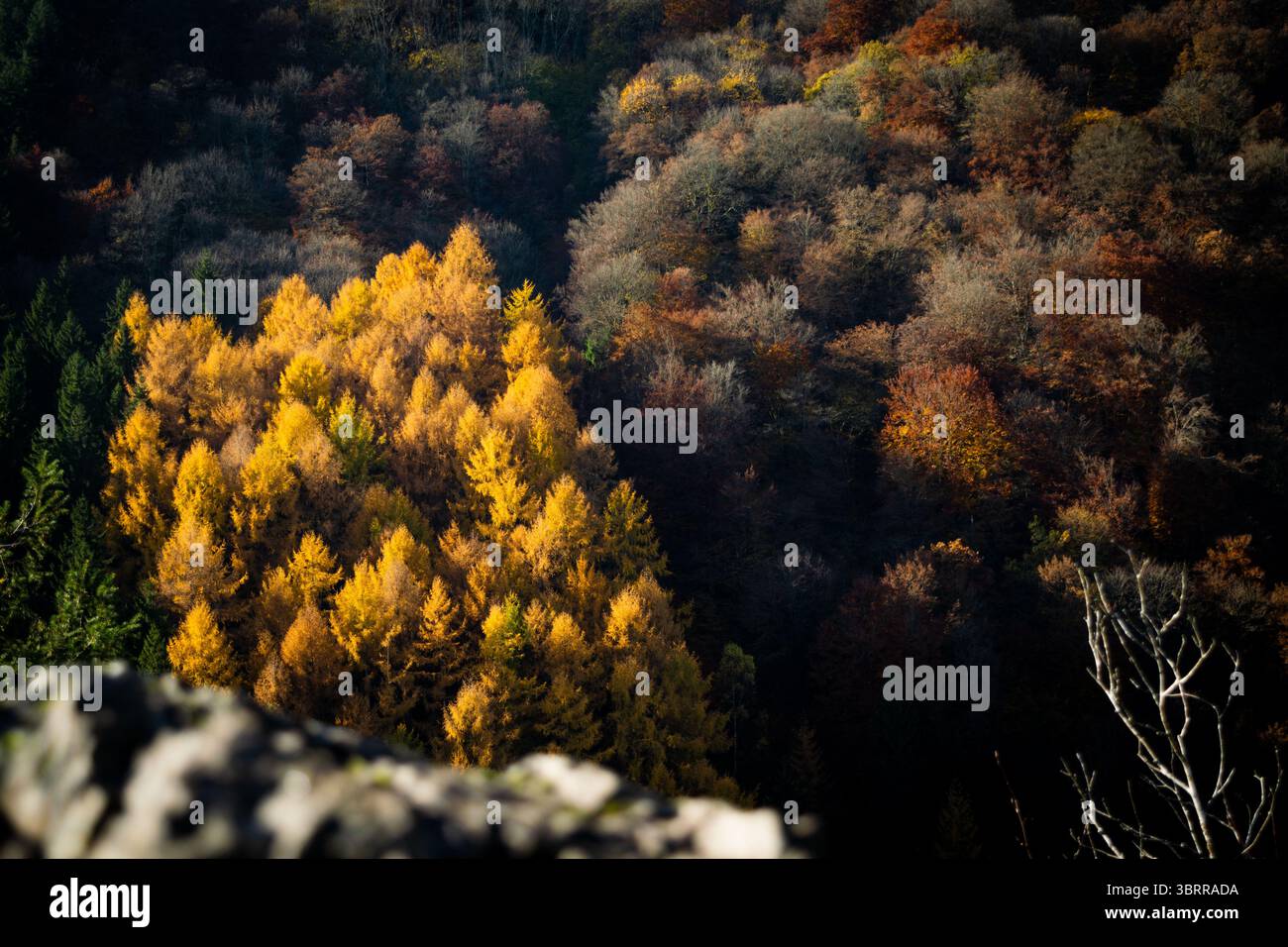 Un vibrante gruppo di larici dorati spicca in mezzo a una buia foresta autunnale, mostrando un mix di alberi decidui e conifere in vari colori. Foto Stock