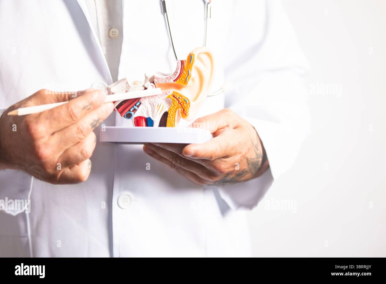 Medico che tiene modello anatomico di orecchio interno e punta con matita durante la consultazione medica Foto Stock