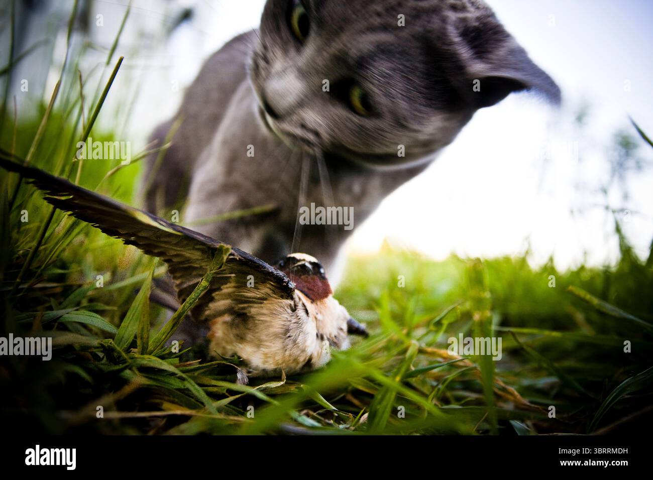 Un gatto della casa caccia e intrappola un piccolo uccello. Foto Stock