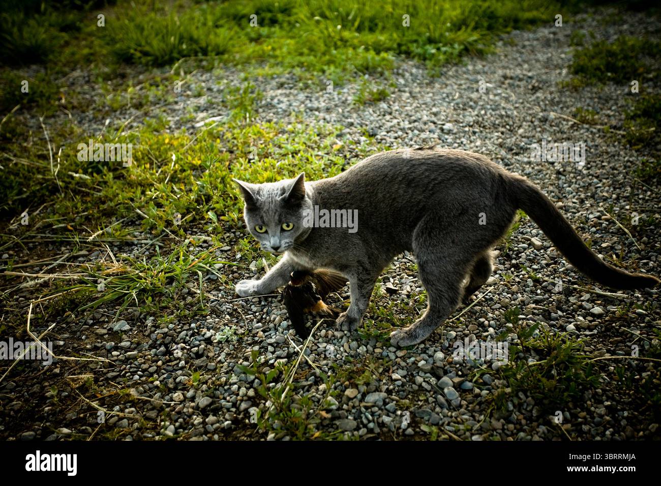 Un gatto della casa caccia e intrappola un piccolo uccello. Foto Stock