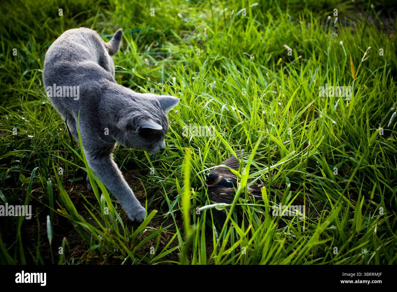 Un gatto della casa caccia e intrappola un piccolo uccello. Foto Stock