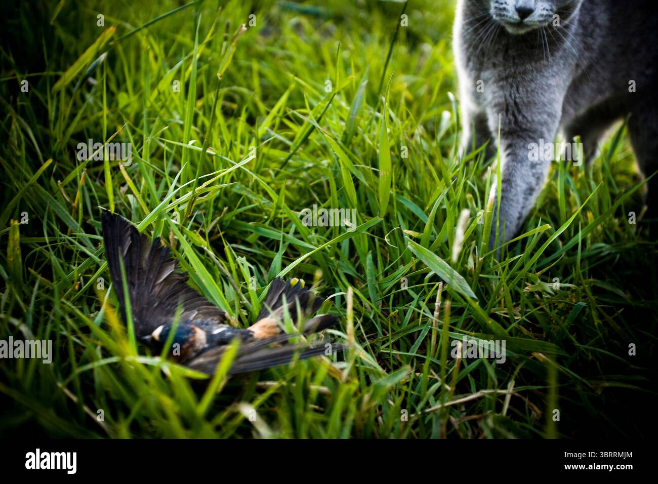 Un gatto della casa caccia e intrappola un piccolo uccello. Foto Stock