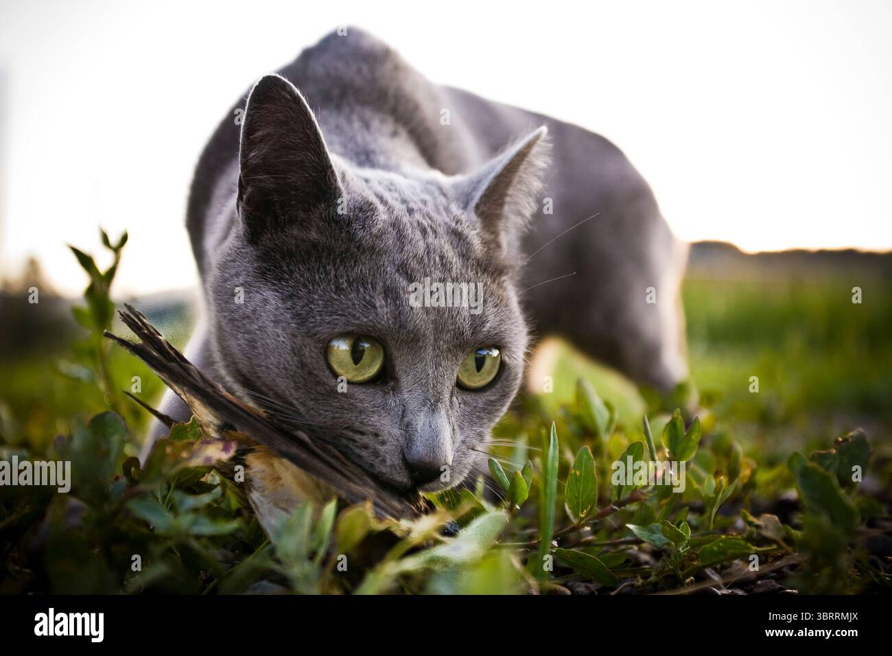 Un gatto della casa caccia e intrappola un piccolo uccello. Foto Stock