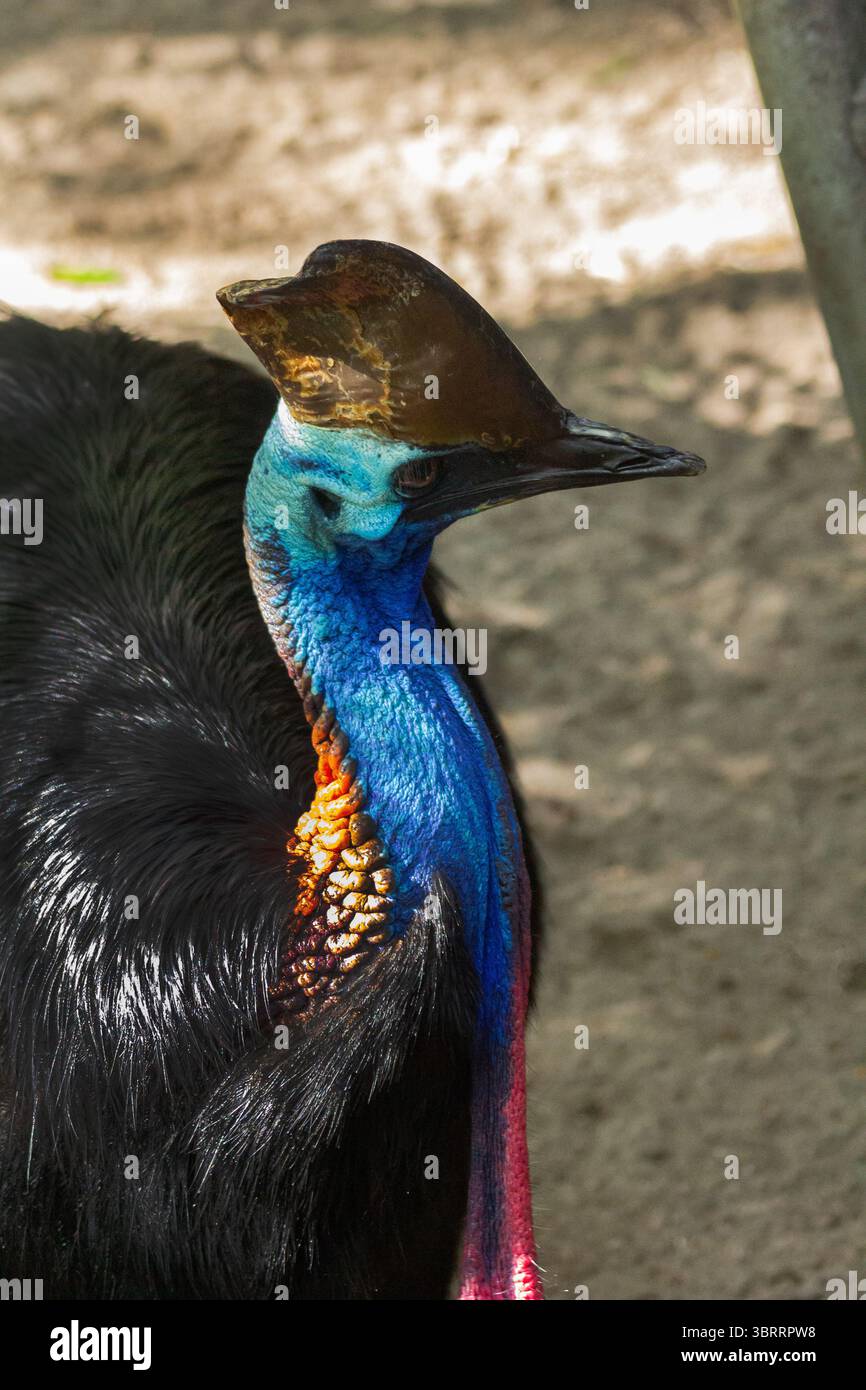 Primo piano Ritratto di una cassetta. Raro uccello simile a dinosauro dall'Australia e dalla nuova Guinea | l'uccello più pericoloso e colorato del mondo senza volo. AUS Foto Stock
