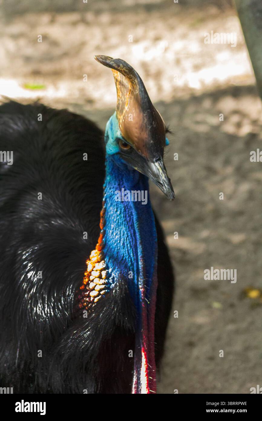 Primo piano Ritratto di una cassetta. Raro uccello simile a dinosauro dall'Australia e dalla nuova Guinea | l'uccello più pericoloso e colorato del mondo senza volo. AUS Foto Stock