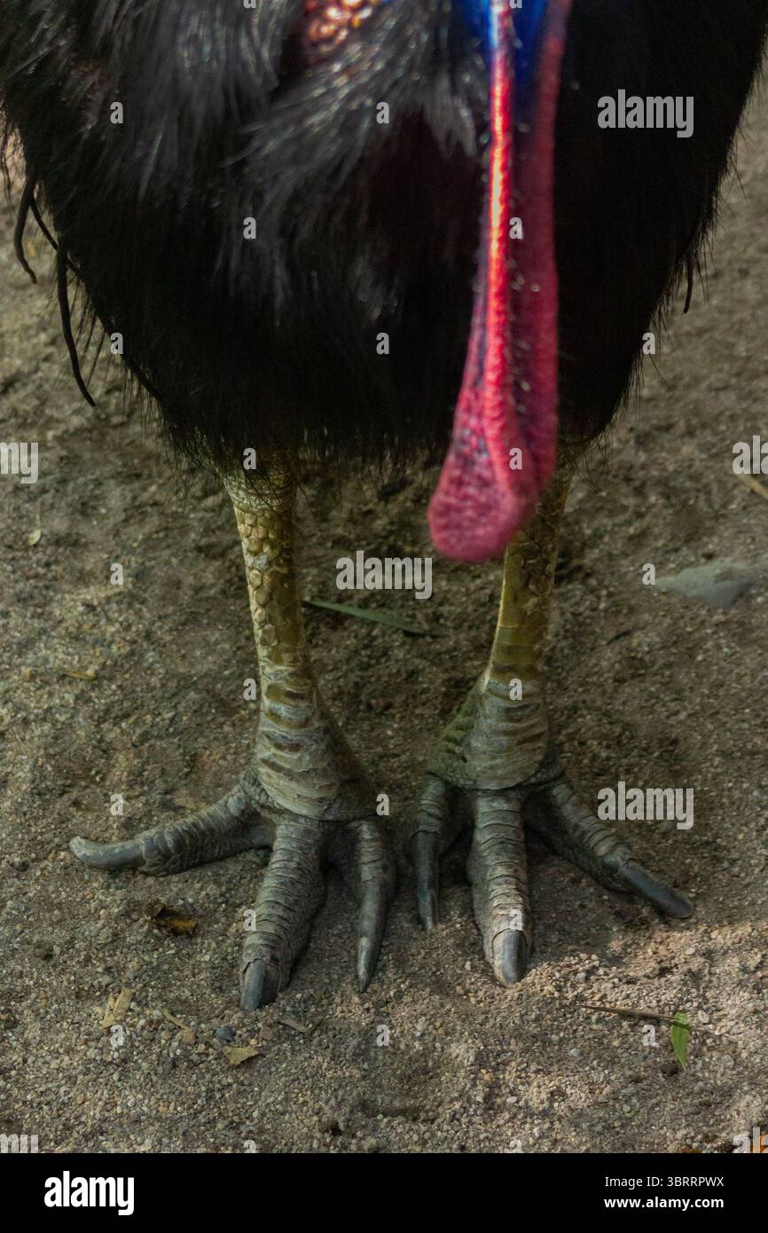 Primo piano Ritratto di una cassetta. Raro uccello simile a dinosauro dall'Australia e dalla nuova Guinea | l'uccello più pericoloso e colorato del mondo senza volo. AUS Foto Stock