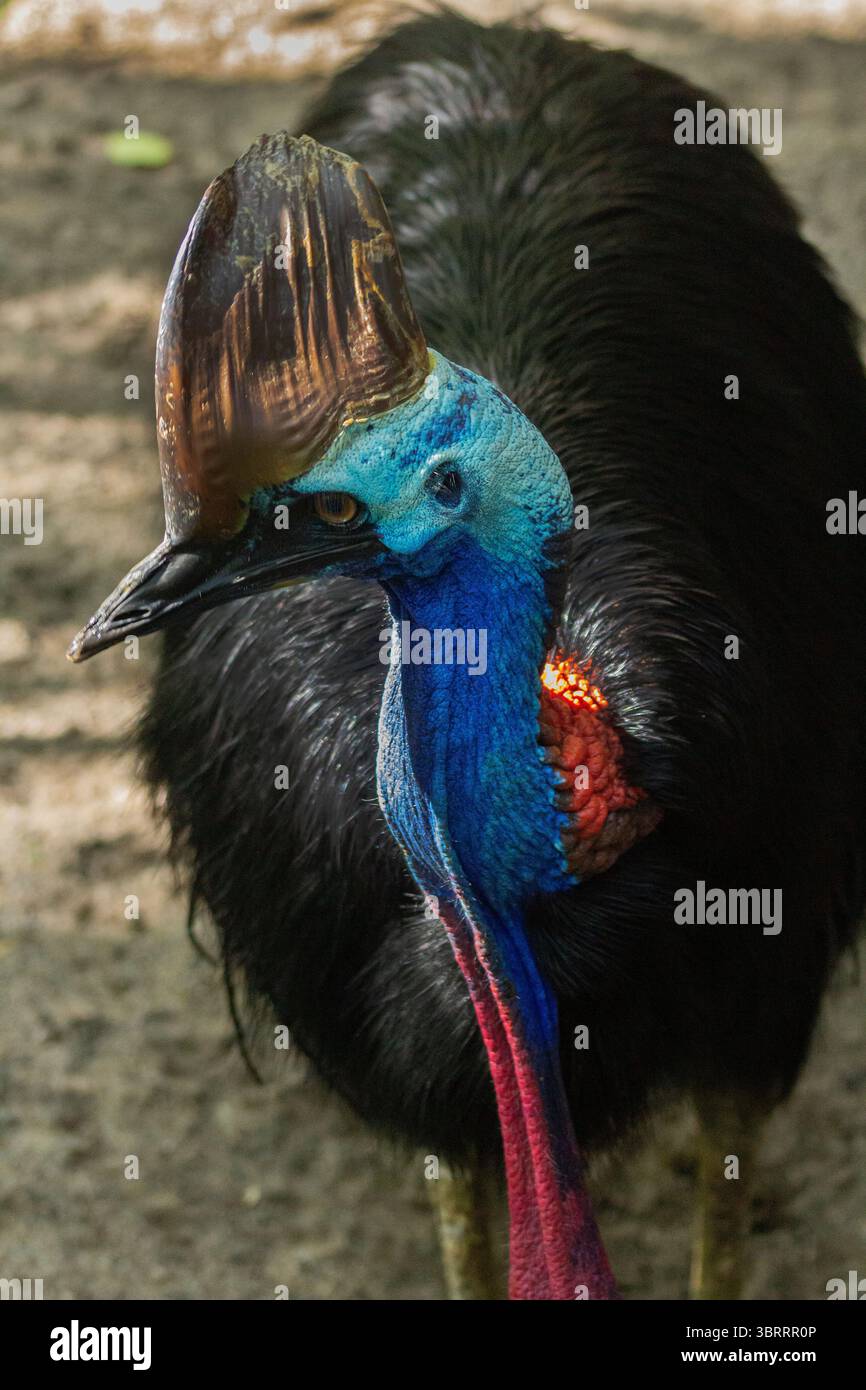 Primo piano Ritratto di una cassetta. Raro uccello simile a dinosauro dall'Australia e dalla nuova Guinea | l'uccello più pericoloso e colorato del mondo senza volo. AUS Foto Stock