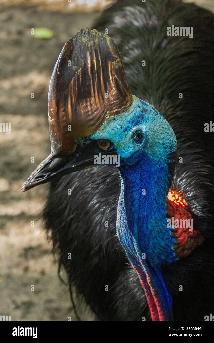 Primo piano Ritratto di una cassetta. Raro uccello simile a dinosauro dall'Australia e dalla nuova Guinea | l'uccello più pericoloso e colorato del mondo senza volo. AUS Foto Stock