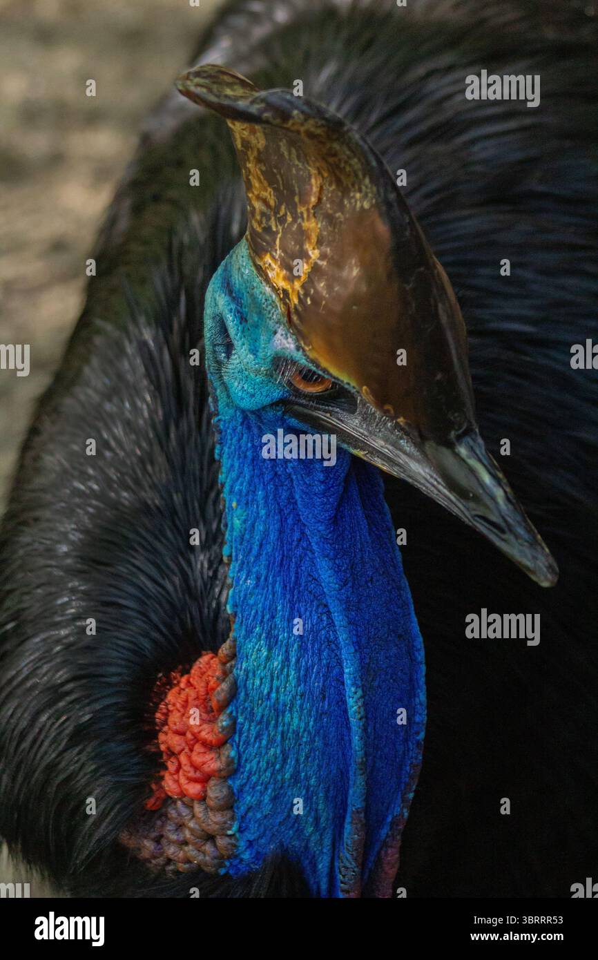 Primo piano Ritratto di una cassetta. Raro uccello simile a dinosauro dall'Australia e dalla nuova Guinea | l'uccello più pericoloso e colorato del mondo senza volo. AUS Foto Stock