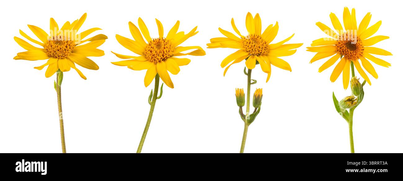 Fiori di Arnica montana isolati su sfondo bianco Foto Stock
