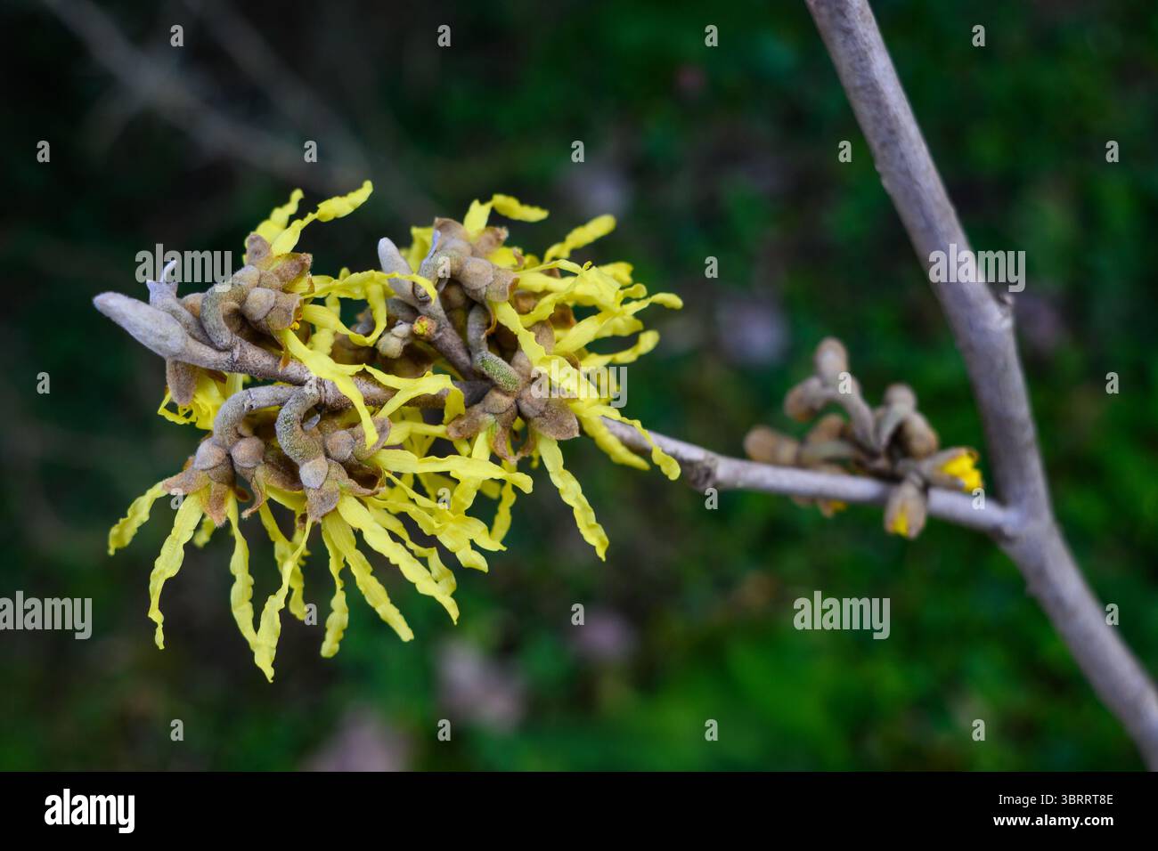 Ramoscello di nocciola strega con fiori in un giardino Foto Stock