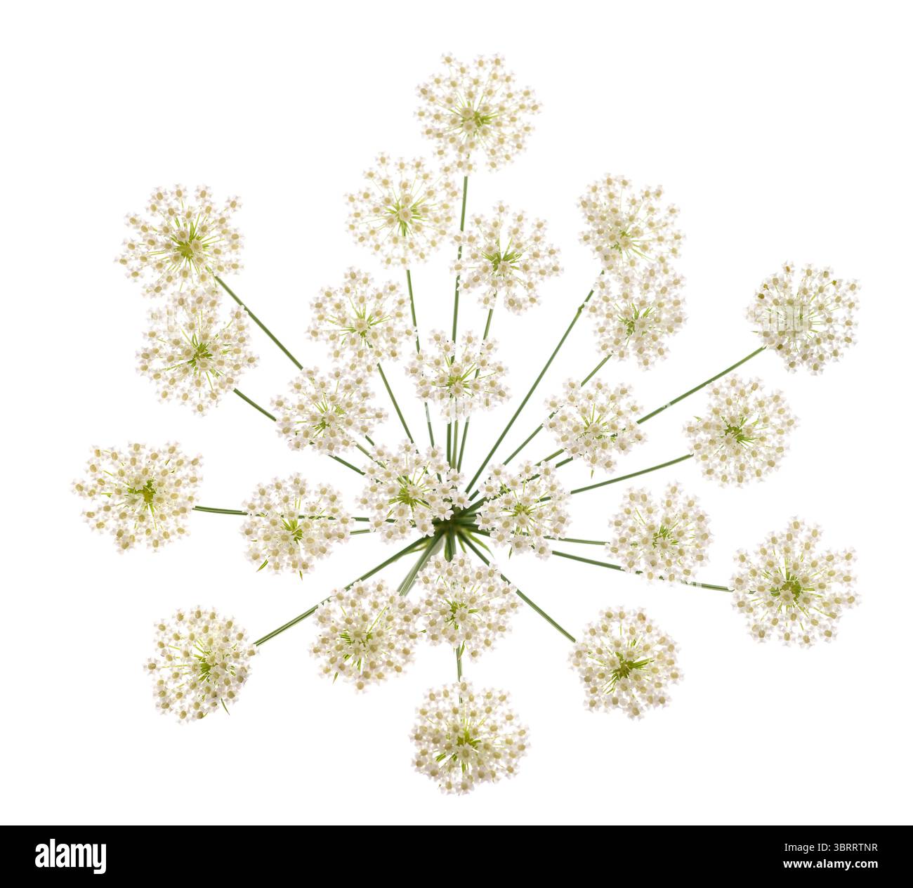 I fiori di Bishop isolati su sfondo bianco Foto Stock