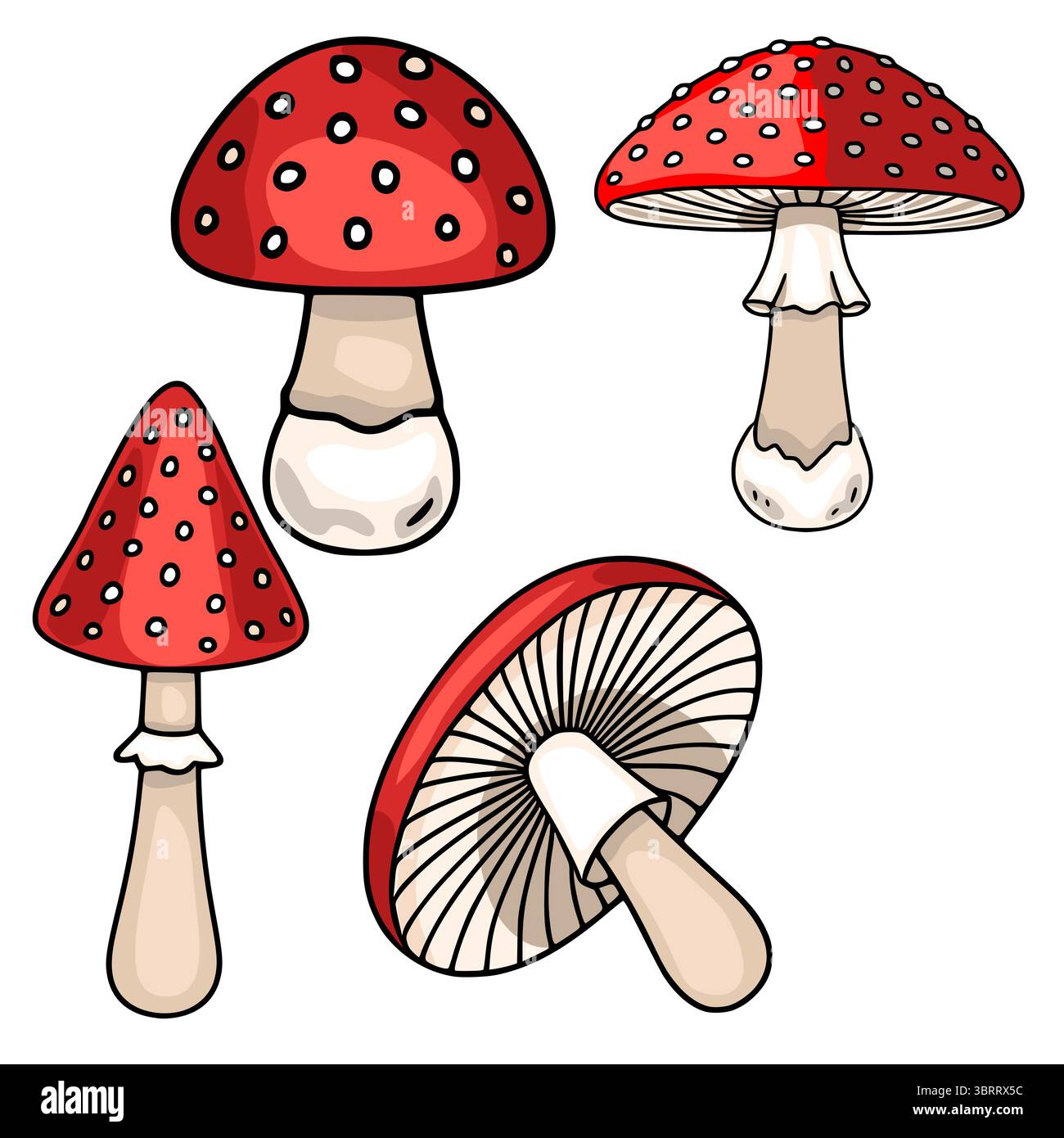 Una serie di quattro illustrazioni vettoriali di funghi agarici mosche in varie prospettive, mostrando i loro caratteristici cappucci rossi con macchie bianche e distile Illustrazione Vettoriale