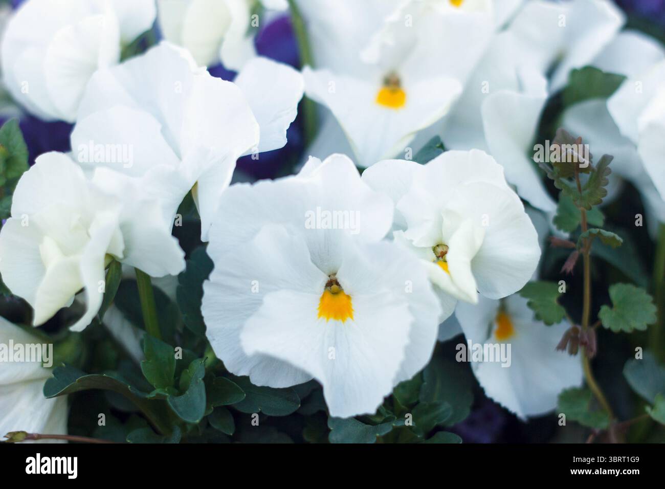 Beutyful geranium odorata campo bianco di fiori estivi fioriti su sfondo verde Foto Stock