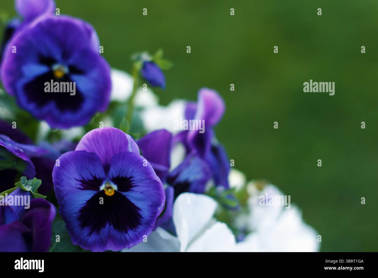 Geranio odorata multicolore viola e bianco campo di fiori estivi fioriti su sfondo verde Foto Stock