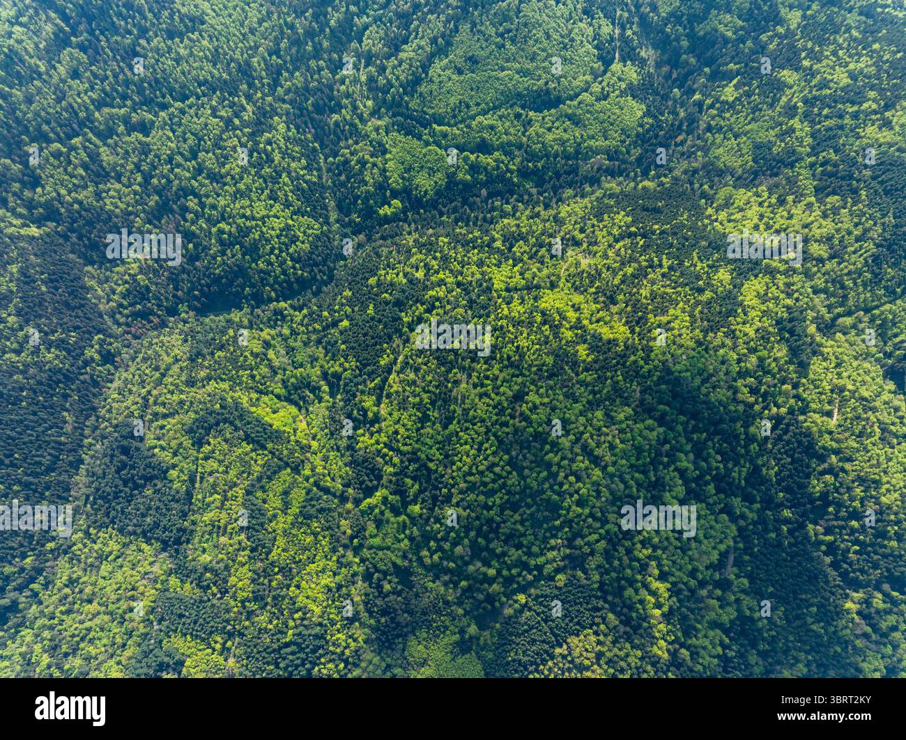Veduta aerea di una fitta foresta verdeggiante con un mix di sfumature verde chiaro e scuro che creano una tettoia ondulata e strutturata, Thann, Grand Est, Francia. Foto Stock