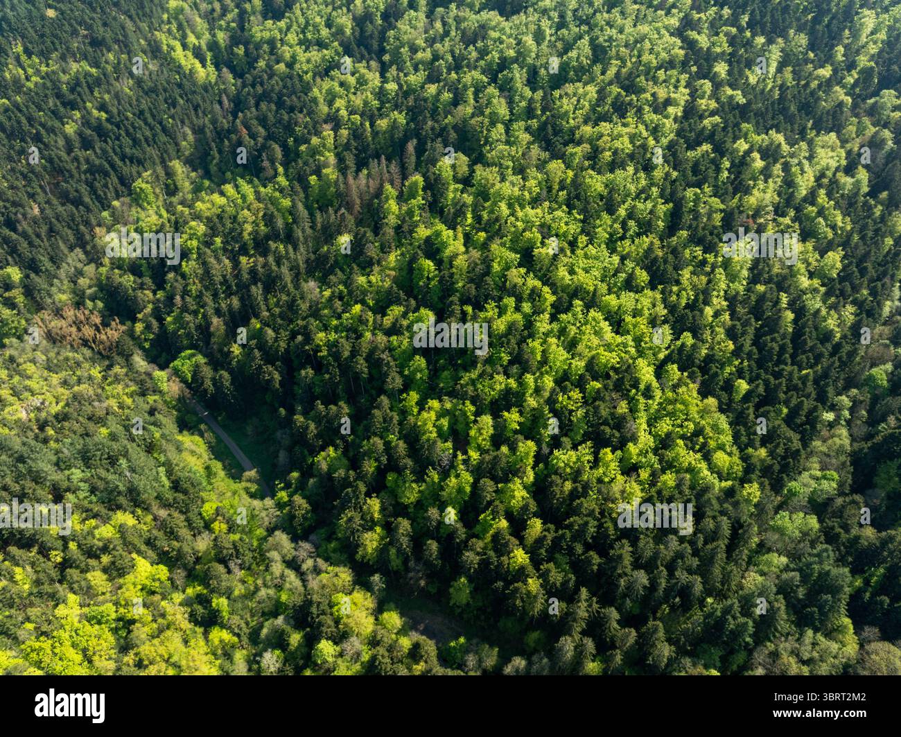 Veduta aerea di una fitta e vibrante tettoia della foresta, dove la luce del sole tramonta attraverso le foglie creando un mosaico di luce e ombra, Thann, Grand Est, Francia. Foto Stock