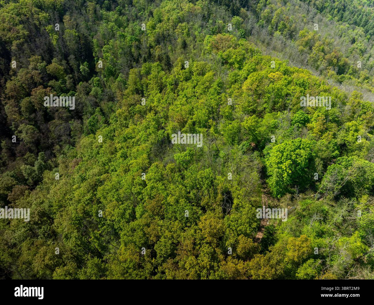 Veduta aerea della fitta tettoia della foresta, un arazzo di verdi e ombre vivaci che si estende attraverso il paesaggio. Thann, Grand Est, Francia. Foto Stock