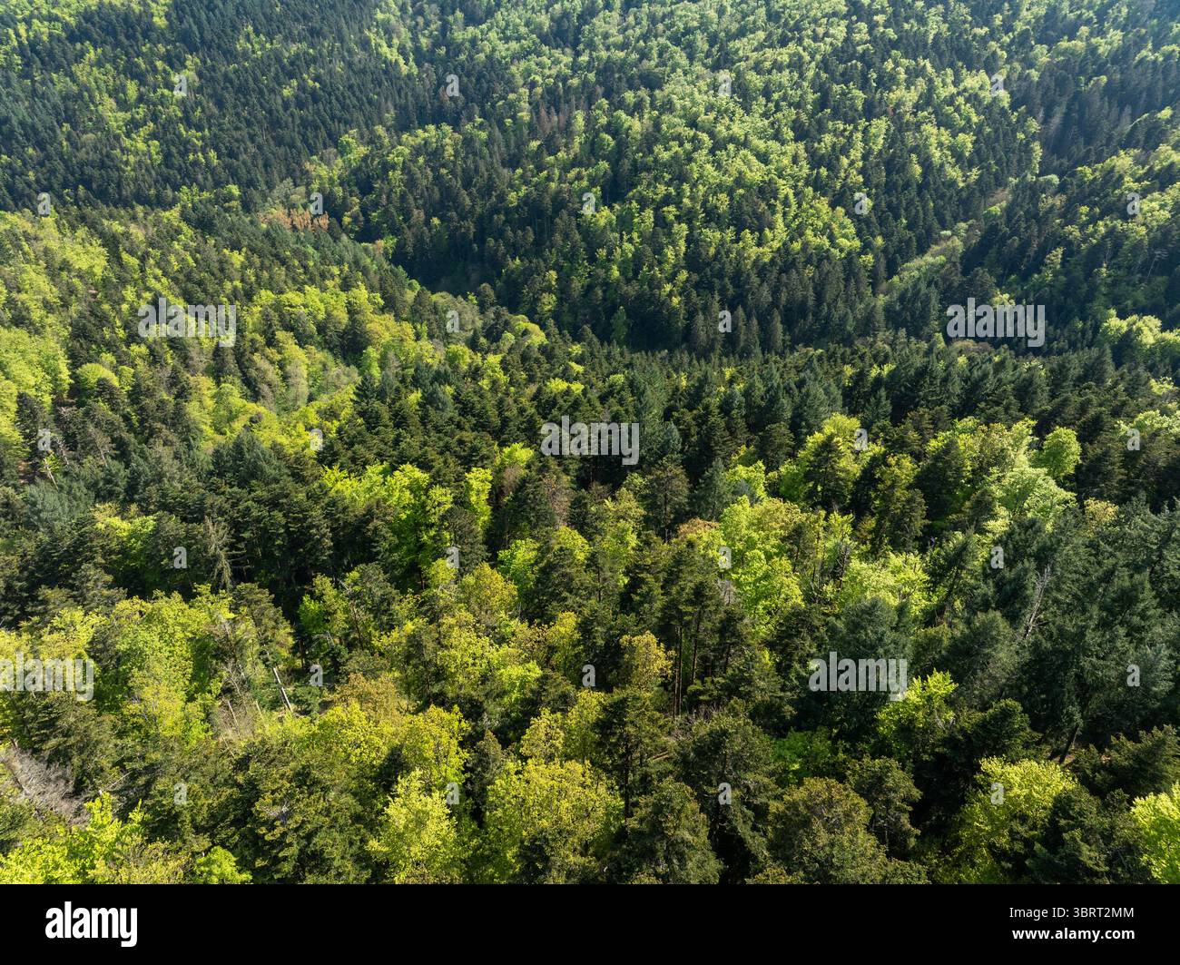 Vista aerea di una fitta tettoia forestale, dove i verdi profondi di alberi maturi si fondono con i vibranti gialli e i verdi freschi di nuova crescita, Thann, Grand Est, Francia. Foto Stock