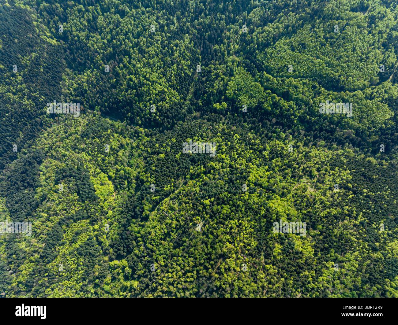 Vista aerea di un fitto arazzo di cime di smeraldo e giada che ricoprono il paesaggio in un intricato schema forestale, Thann, Grand Est, Francia. Foto Stock