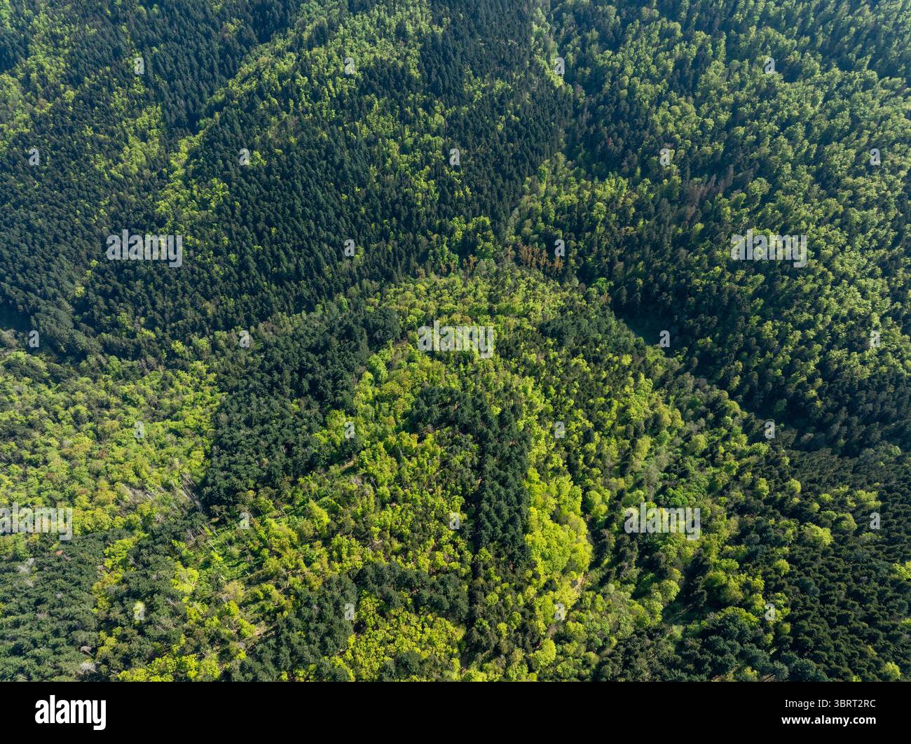 Veduta aerea di una fitta tettoia della foresta, dove la luce del sole passa attraverso le foglie, creando un mosaico di luce e ombra a Thann, Alsazia, Francia. Foto Stock