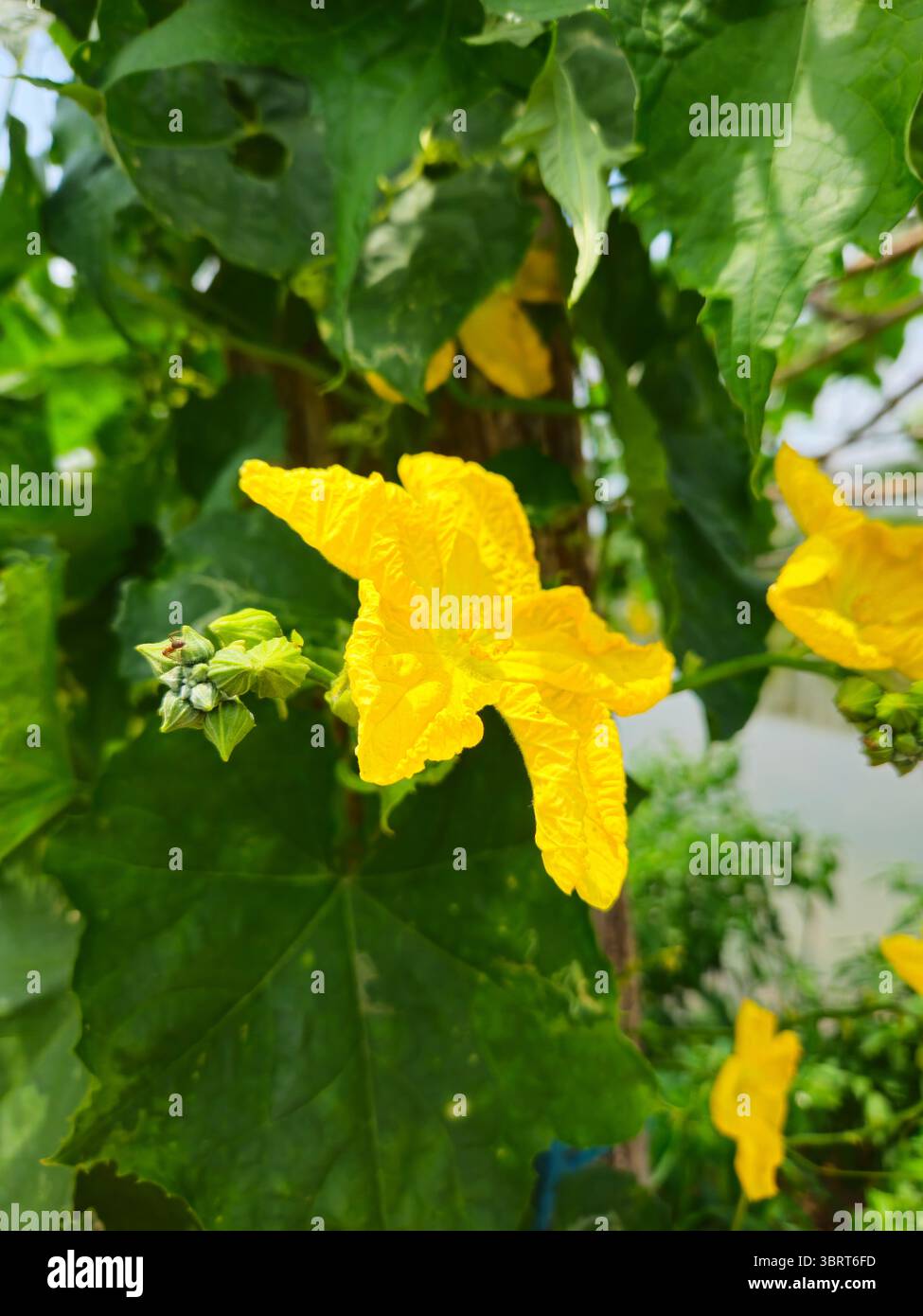 Primo piano del fiore giallo Luffa su Garden Vine Foto Stock