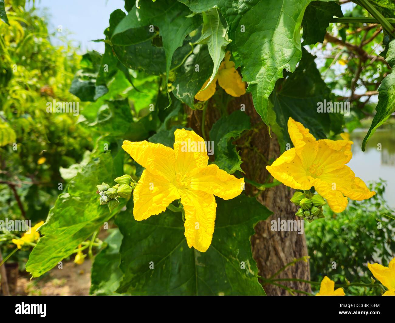 Vivaci fiori gialli Luffa su Garden Vine durante il sole estivo Foto Stock