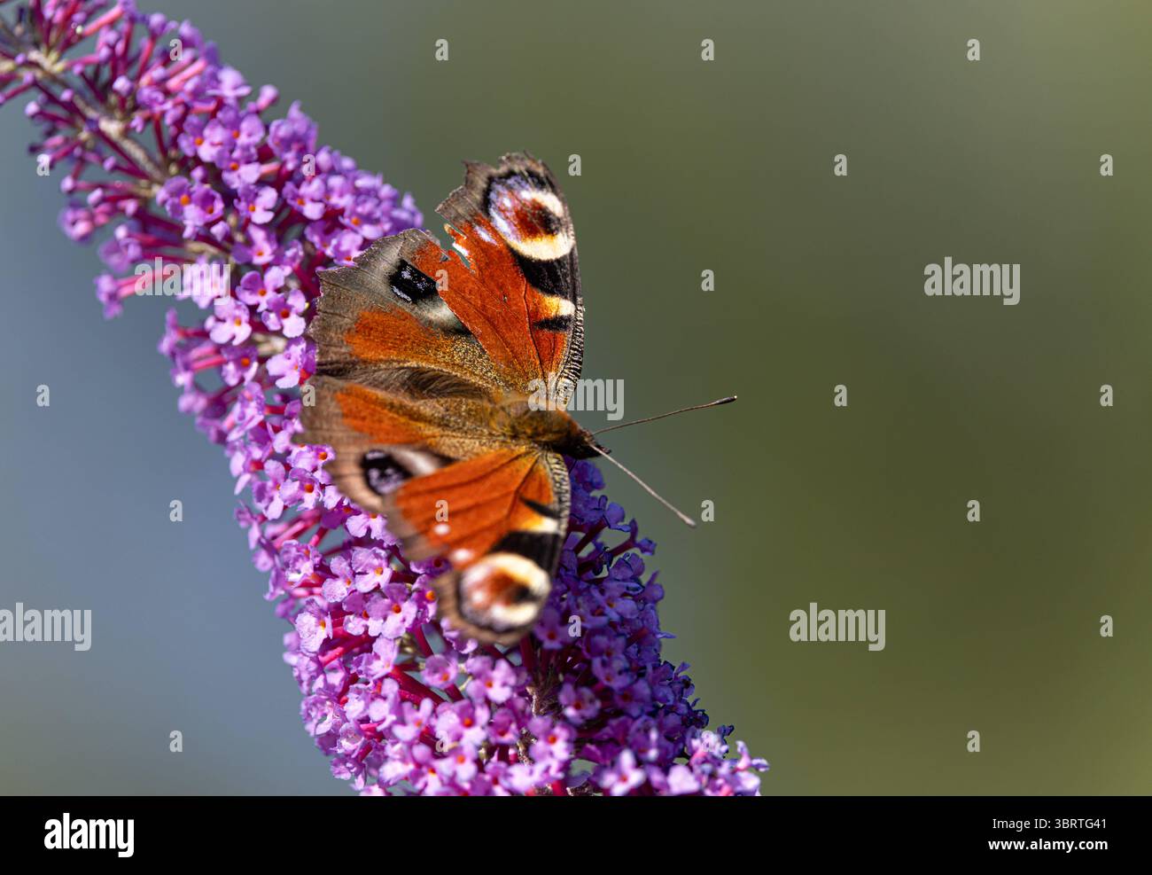 Tagpfauenauge wiss: Aglais io saugt Nektar auf einem Blütenstand des gemeinen Flieders SyDTCvulgaris Tagpfauenauge wiss: Aglais ioauf einem Blütenstand des gemeinen Flieders *** farfalla di pavone wiss Aglais io succhiare nettare su un'infiorescenza della lilla comune Syuttle vulgario è una voliera di aglorescenza di aglorescenza della mosca di clacea di wiss sul vulgario la farfalla di aglorescenza della farfalla di Peacock Foto Stock