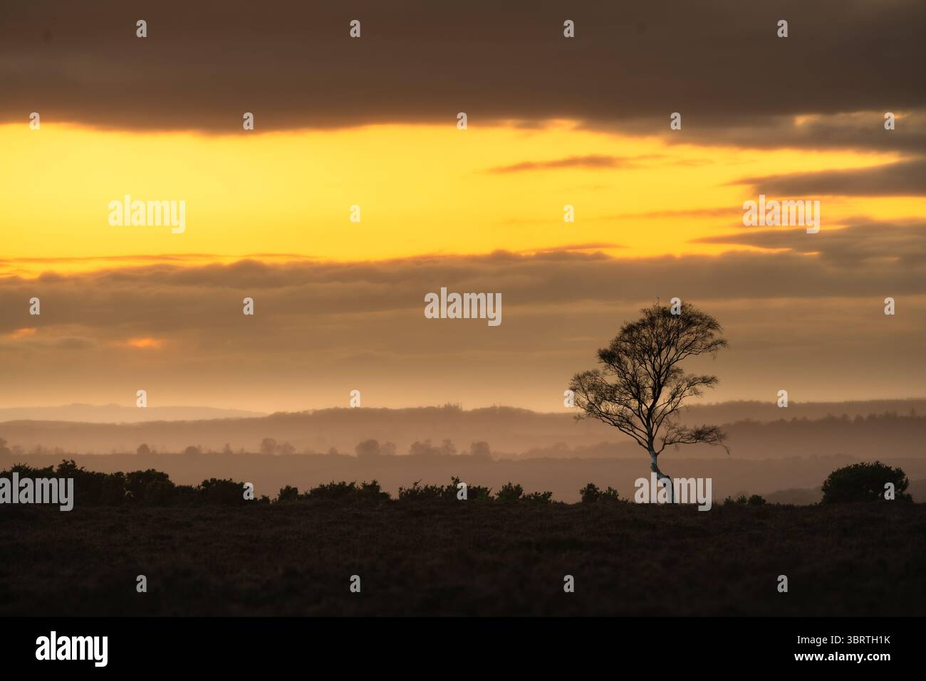 Un albero solitario su una brughiera aperta Foto Stock