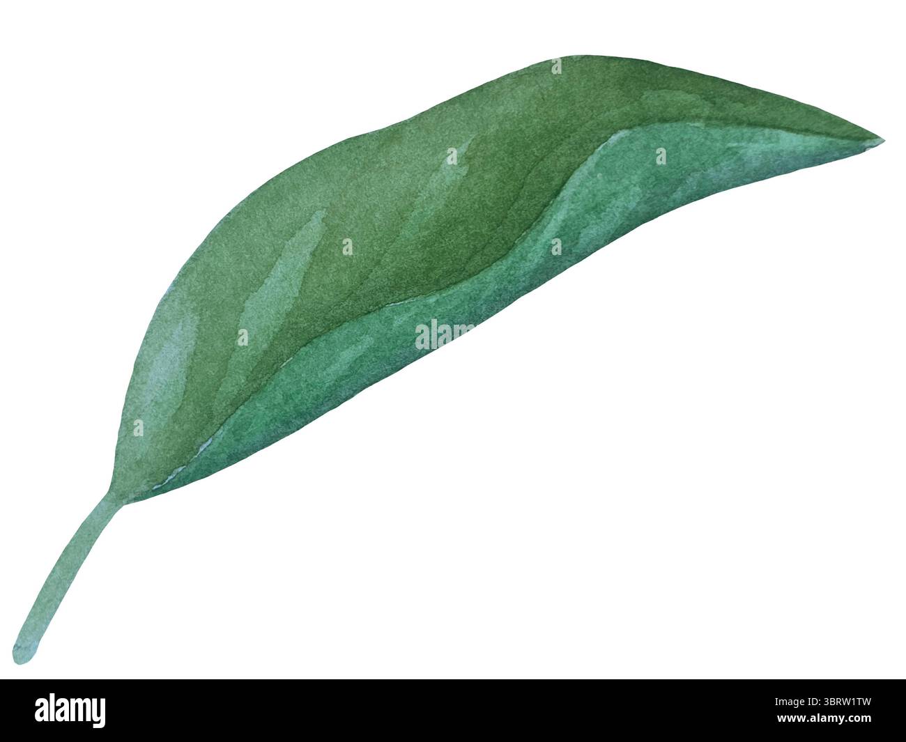 Set di clipart per matrimoni ad acquerello. Illustrazioni dipinte a mano con attributi nuziali e fiori di magnolia isolati sul bianco. Grafica romantica per invit Foto Stock