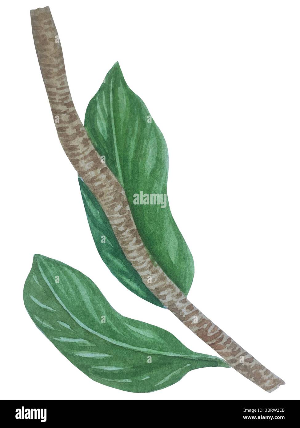 Set di clipart per matrimoni ad acquerello. Illustrazioni dipinte a mano con attributi nuziali e fiori di magnolia isolati sul bianco. Grafica romantica per invit Foto Stock