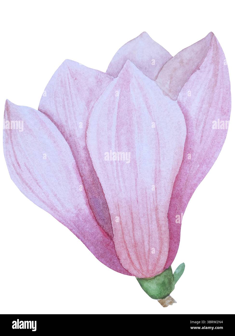 Set di clipart per matrimoni ad acquerello. Illustrazioni dipinte a mano con attributi nuziali e fiori di magnolia isolati sul bianco. Grafica romantica per invit Foto Stock
