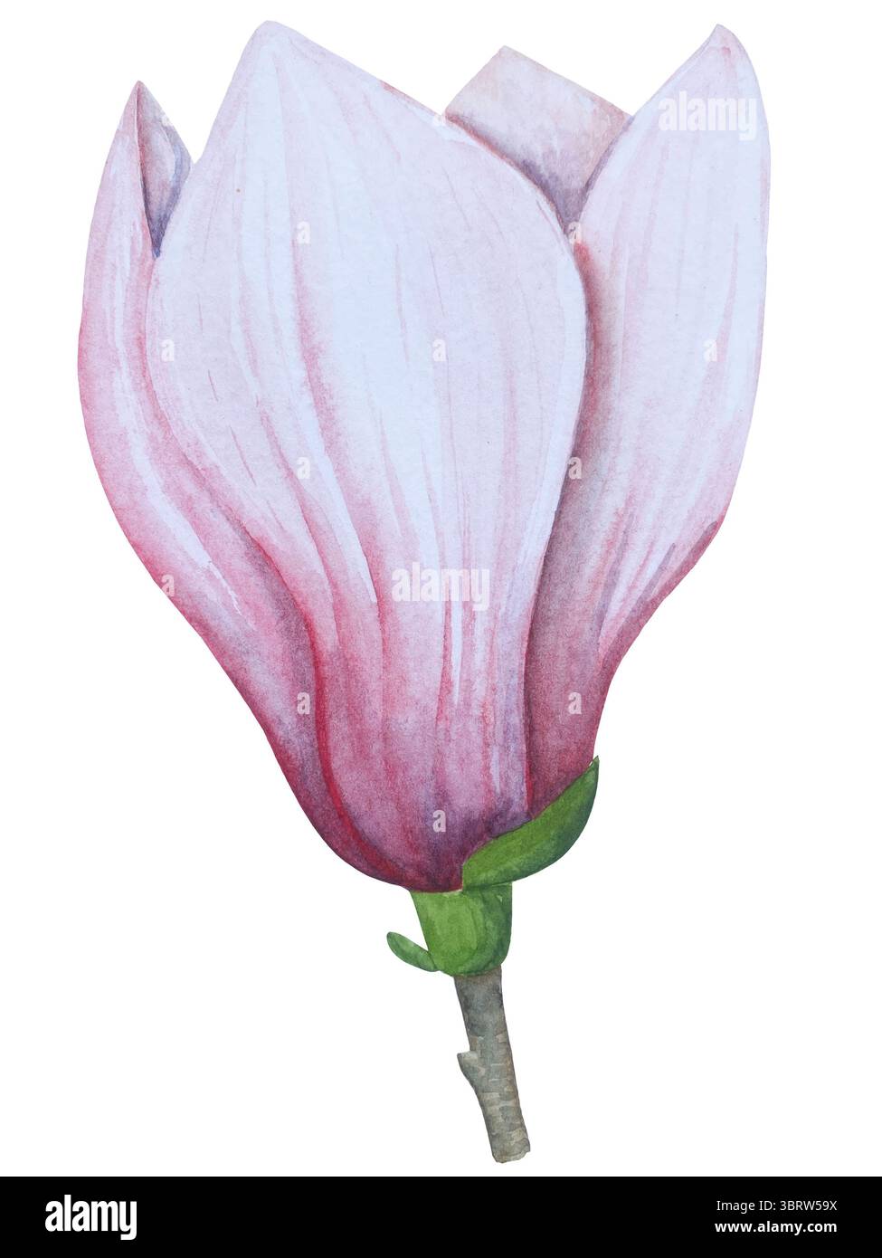 Set di clipart per matrimoni ad acquerello. Illustrazioni dipinte a mano con attributi nuziali e fiori di magnolia isolati sul bianco. Grafica romantica per invit Foto Stock