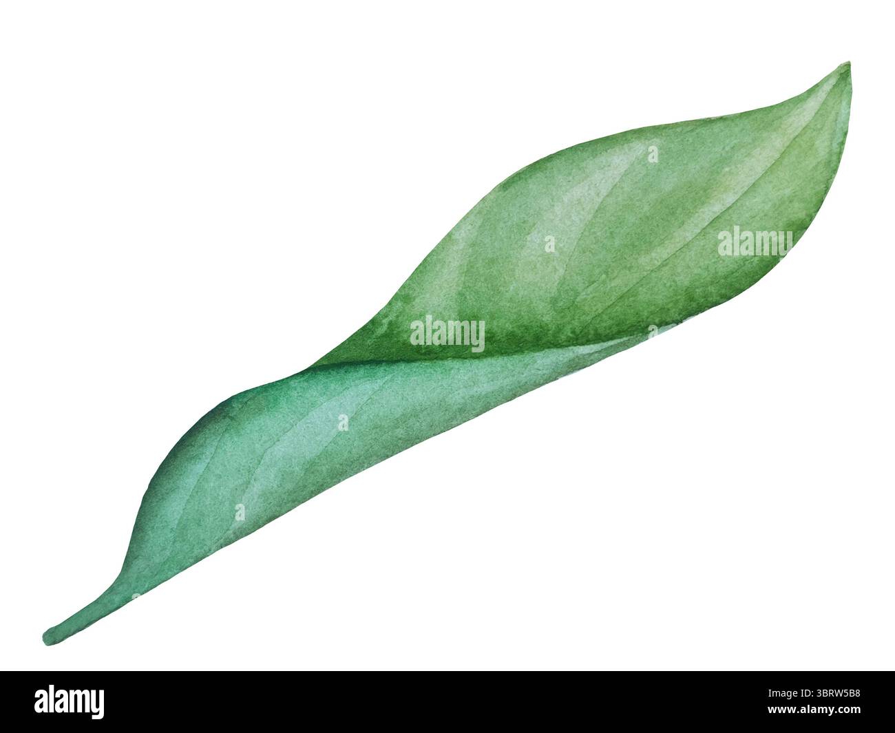 Set di clipart per matrimoni ad acquerello. Illustrazioni dipinte a mano con attributi nuziali e fiori di magnolia isolati sul bianco. Grafica romantica per invit Foto Stock